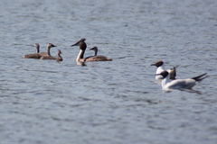 Chroicocephalus ridibundus