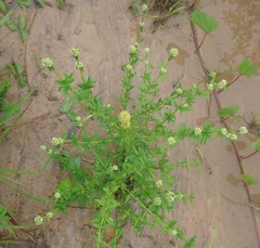 Spermacoceae