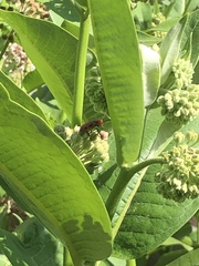 Tetraopes tetrophthalmus