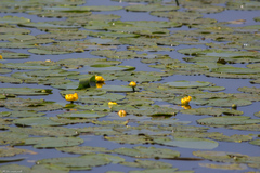 Nuphar lutea