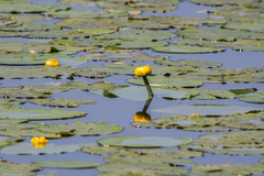 Nuphar lutea