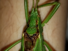 Lea floridensis