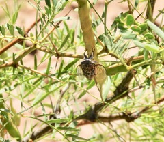 Diceroprocta eugraphica