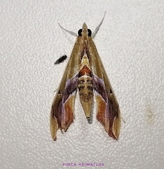 Agathodes designalis