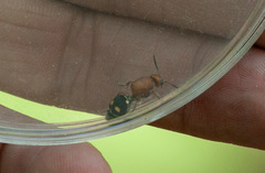 Dasymutilla quadriguttata