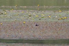 Fulica atra