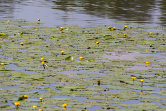 Nuphar lutea
