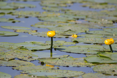 Nuphar lutea