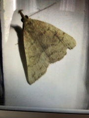 Zanclognatha protumnusalis