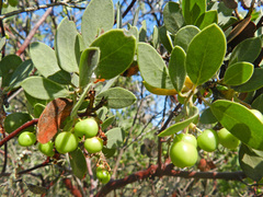 Arctostaphylos manzanita