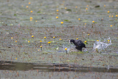 Fulica atra