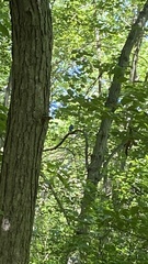 Cyanocitta cristata bromia