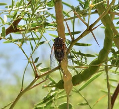 Diceroprocta eugraphica
