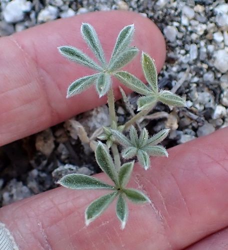 Silver bush lupine seedling