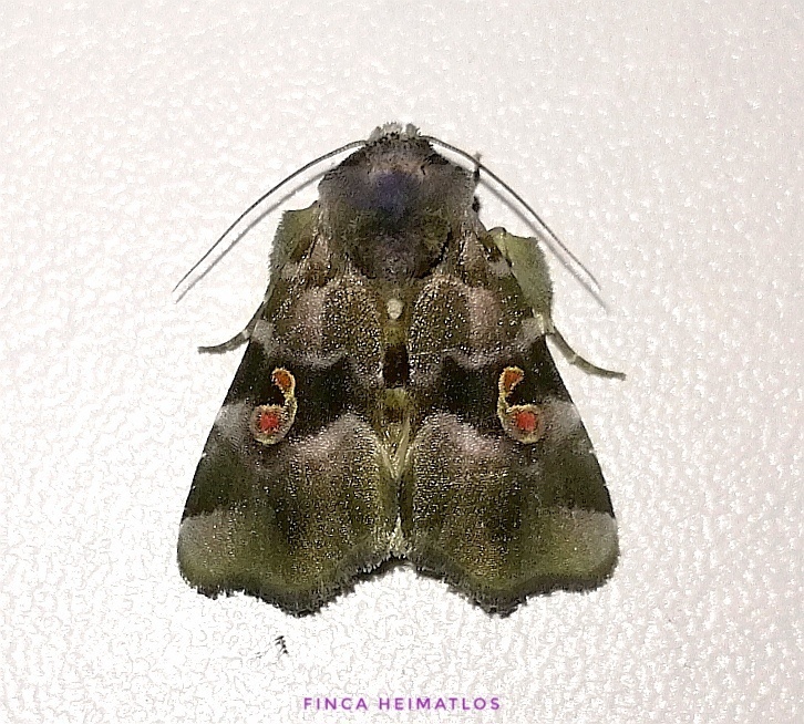 Fracara viridata