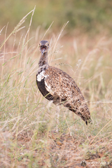 Eupodotis ruficrista