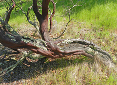 Arctostaphylos manzanita