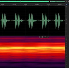 Diceroprocta eugraphica