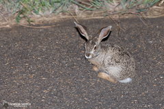 Lepus victoriae