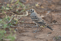 Pinarocorys nigricans