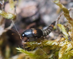 Sepedophilus bipustulatus