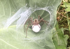 Pisaurina