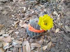 Echinocereus stolonifer tayopensis