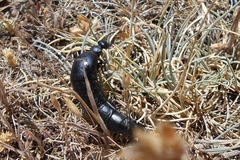 Berberomeloe tenebrosus