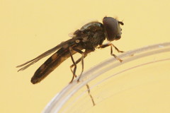 Platycheirus albimanus