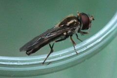 Platycheirus albimanus