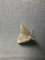 Chytolita morbidalis