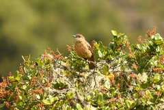 Myiotheretes fuscorufus