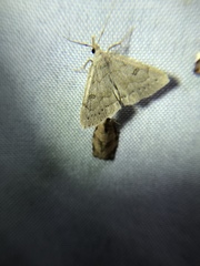 Chytolita morbidalis