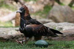 Hamirostra melanosternon