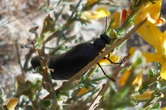 Berberomeloe tenebrosus