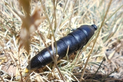 Berberomeloe tenebrosus