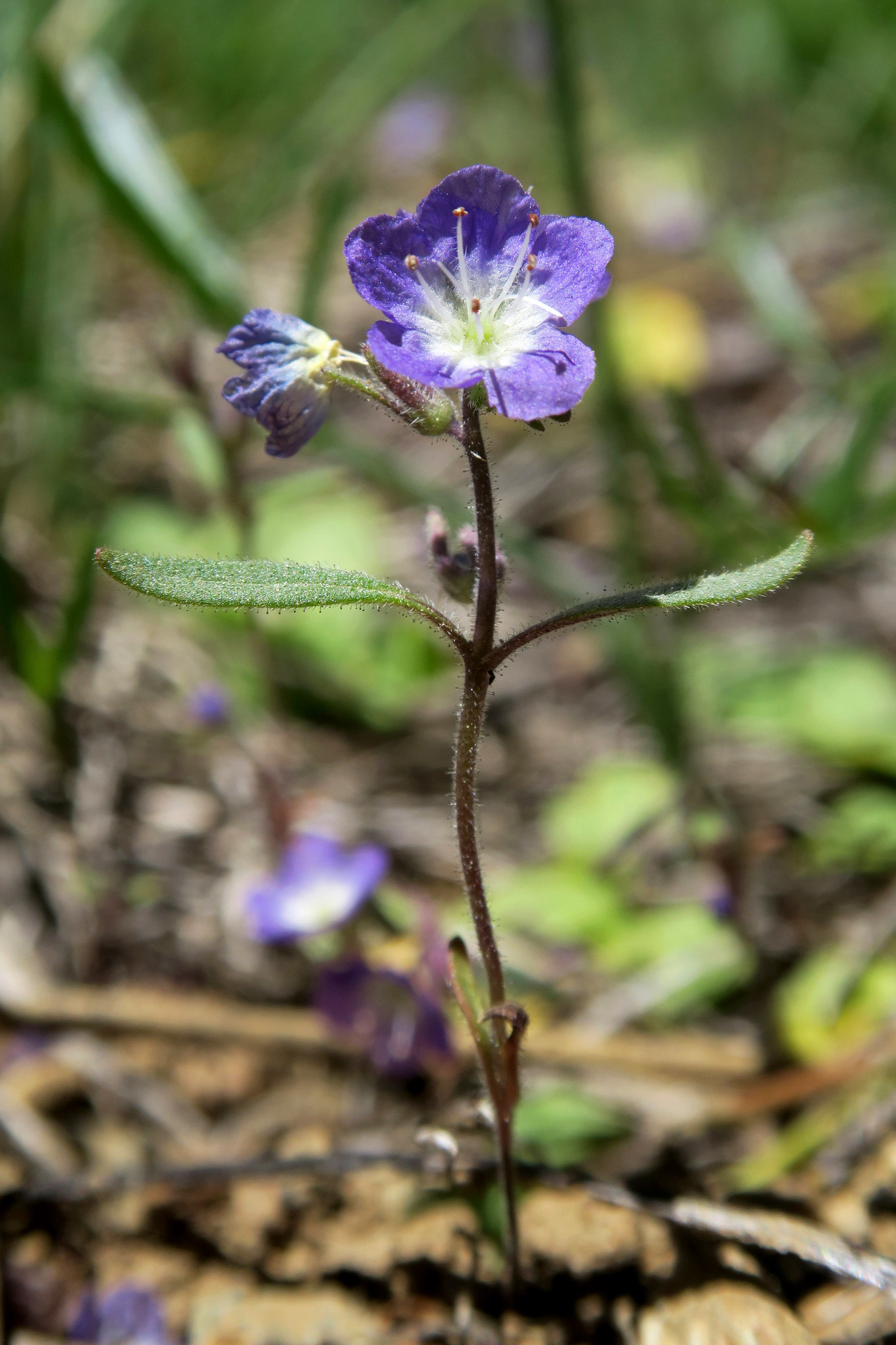 Phacelia peckii