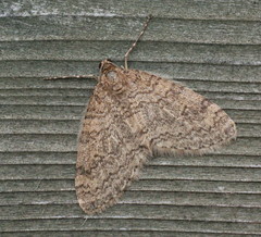 Trichopteryx carpinata