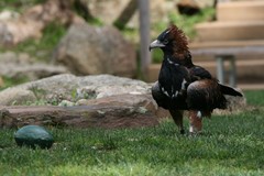 Hamirostra melanosternon