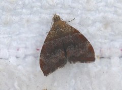 Choreutis sycopola