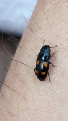 Glischrochilus hortensis