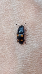 Glischrochilus hortensis