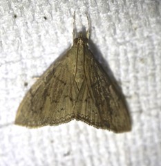 Hyalobathra