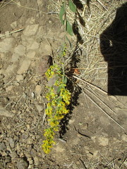 Solidago gillmanii