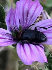 Heliotaurus ruficollis