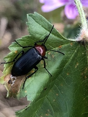 Heliotaurus ruficollis