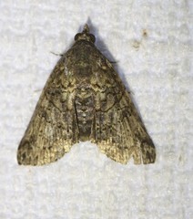 Lophoptera hemithyris