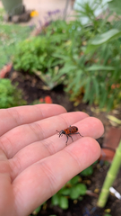Rhodobaenus