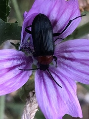 Heliotaurus ruficollis