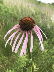 Echinacea pallida